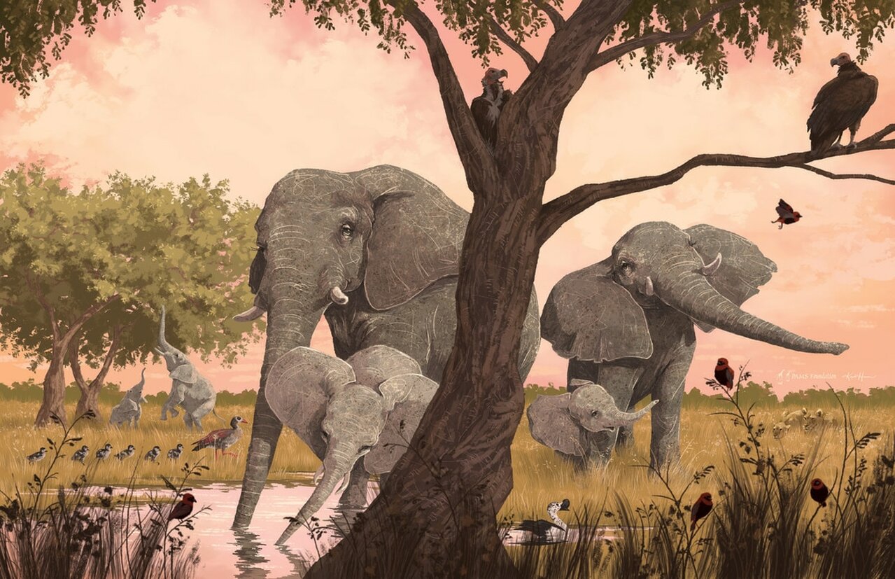Image from Our Elephant Neighbours children's storybook. Copyright Kayla Harren